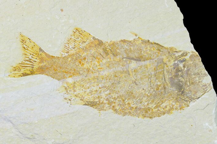 Bargain Phareodus Fish Fossil - Uncommon Species - Green River #138735